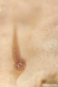 a very small & shy Goby @ Shallow DOF:) by William Loke 